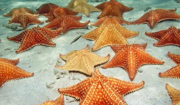морски звезди на дъното на морето