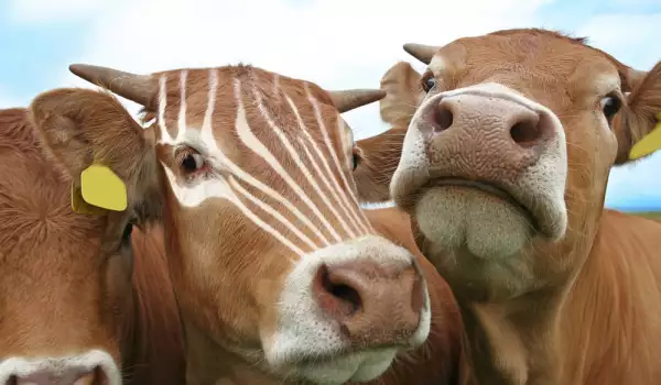 Бърза акция спаси живота на 11 крави и телета