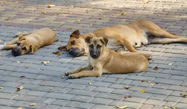 Заболявания при уличните кучета