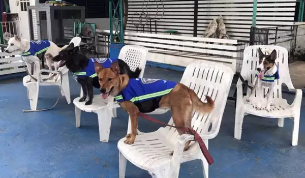 Бездомните кучета в Банкок стават улични патрули