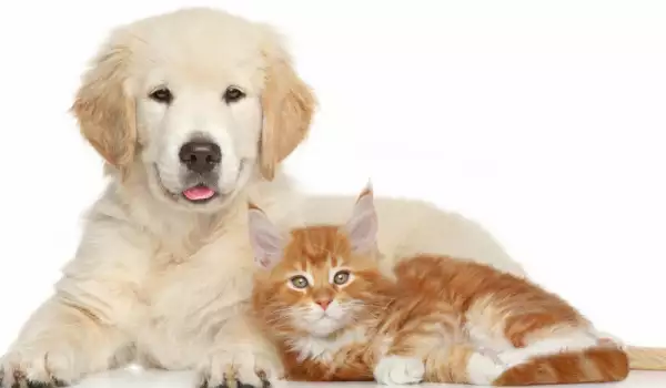 Куче и котка