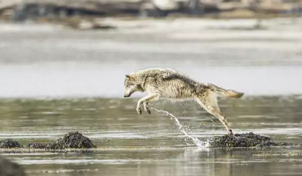 Вижте вълците, които могат да плуват с часове