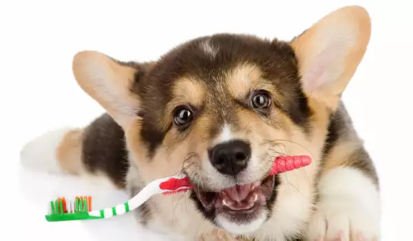 Как да измием зъбите на кучето си
