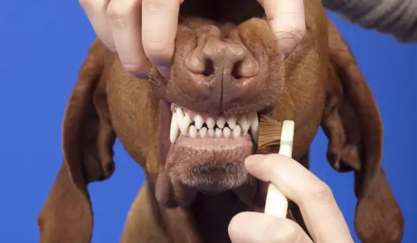Миене на кучешки зъби