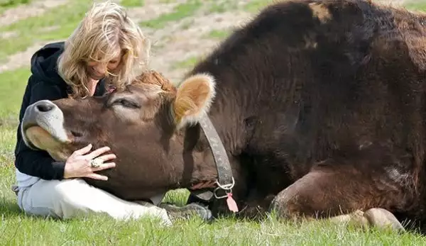 Ето какви проблеми лекува гушкането на крави