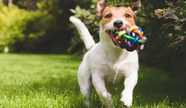 Защо кучешките ясли станаха толкова популярни сред стопаните на животни