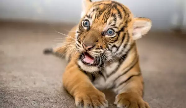Малайзийско тигърче