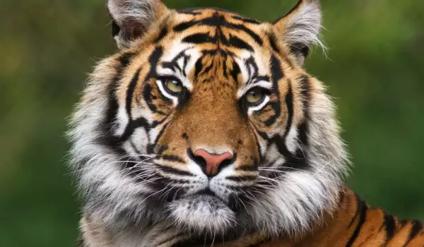 Индийски (суматрански) тигър
