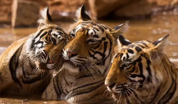 Тигри