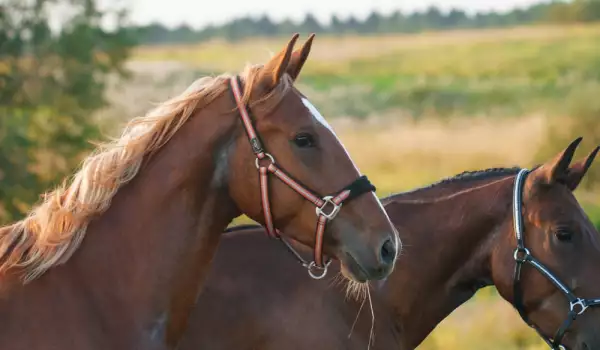 Размножаването при конете изисква познания от страна на стопанина