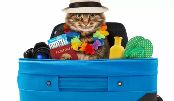 Пътуване на котката в чужбина - какво трябва да знаем?