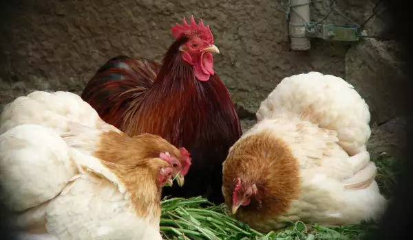 полезни зеленчуци за домашните кокошки