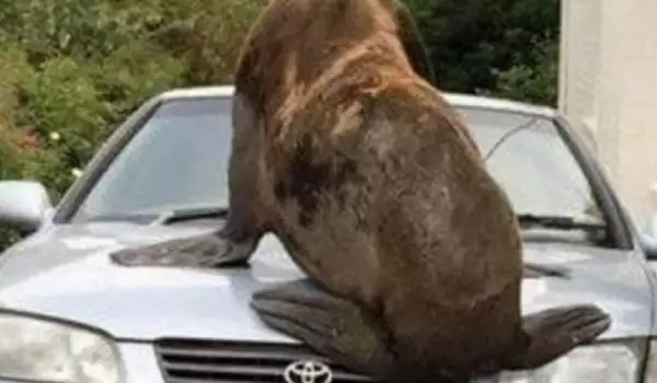 Любопитен 200-килограмов тюлен нападна кола в Лонстън