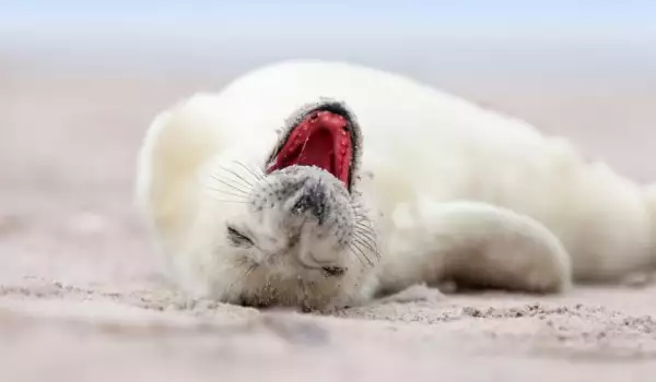 Тези щастливи тюлени ще ви накарат да се усмихнете