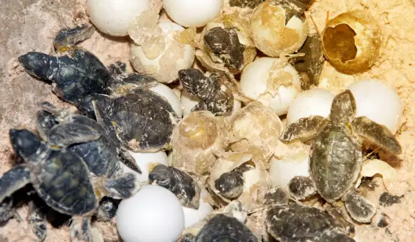 Стотици мъртви костенурки изплуваха на мексиканското крайбрежие
