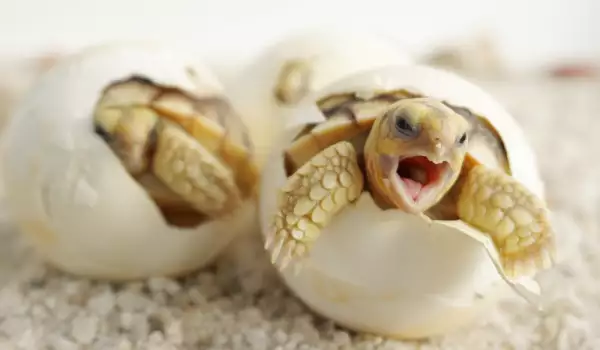 Как се раждат костенурките?