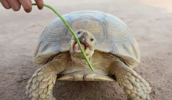 Хранене на костенурка