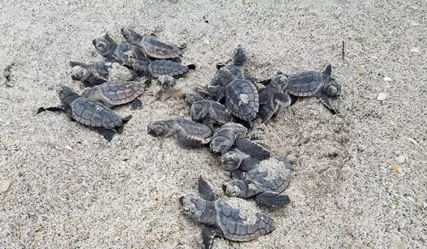 Стотици мъртви костенурки изплуваха на мексиканското крайбрежие