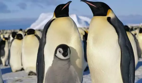Семейство Пингвини