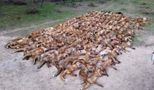 Футболист уби 100 лисици