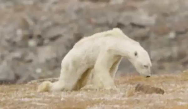 Умираща полярна мечка