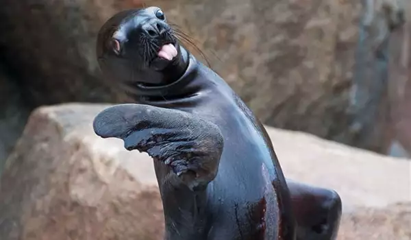 Смешни животни