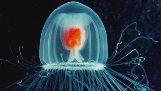 Безсмъртна медуза