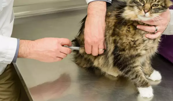 Ваксинация и реваксинация на котка