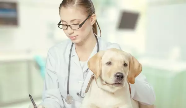 куче с бъбречни проблеми при ветеринар