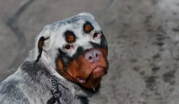 Вижте кучетата с най-уникални шарки (СНИМКИ)
