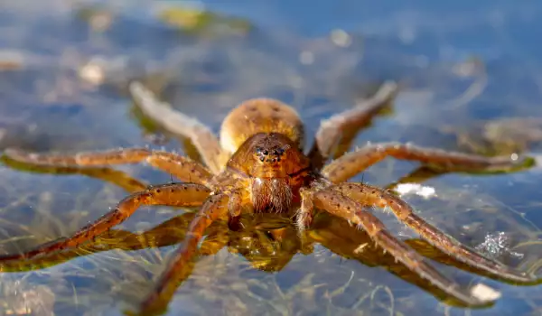 Какво знаете за водните паяци