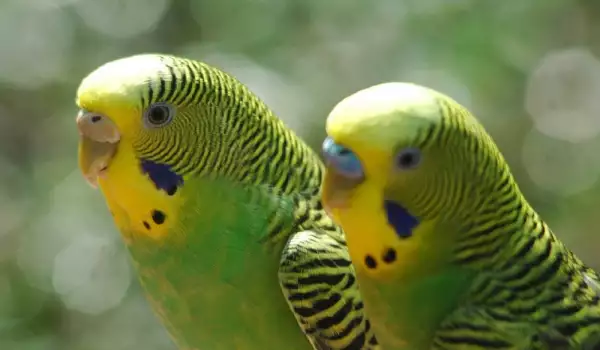 Колко години живеят вълнистите папагалчета