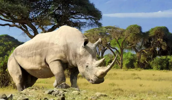 Ден на носорога