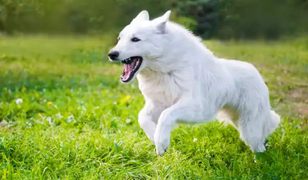 Бяло швейцарско овчарско куче
