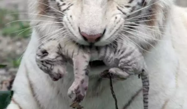 Бяло тигърче се роди в Ялта