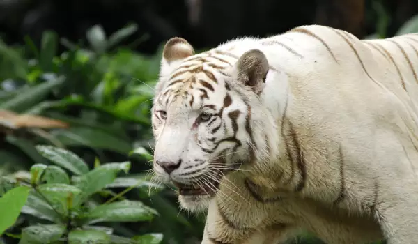 За първи път от години! В Китай се родиха бели тигърчета