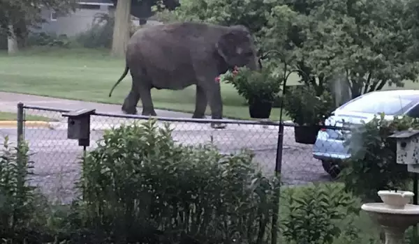 Слон на детска площадка