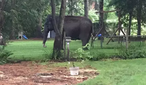 Слон на детска площадка