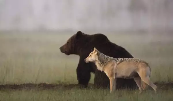 Фотограф засне необичайно приятелство между мечка и вълк