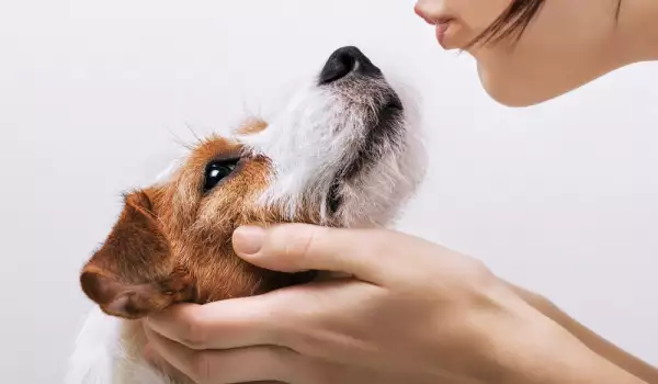 Отглеждане на куче - предимства и недостатъци