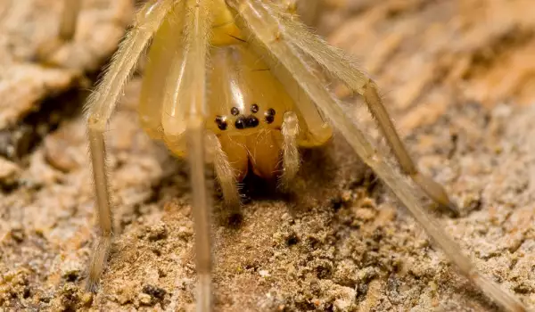 Жълтоторбест паяк