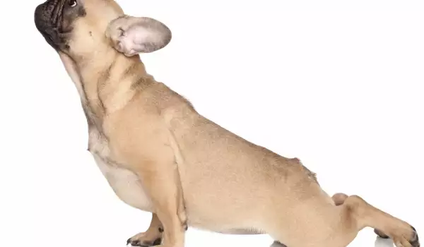 Куче йога
