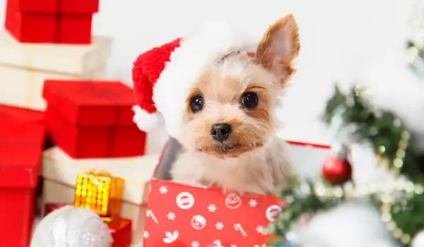 Сериозна опасност дебне домашните кучета по Коледа