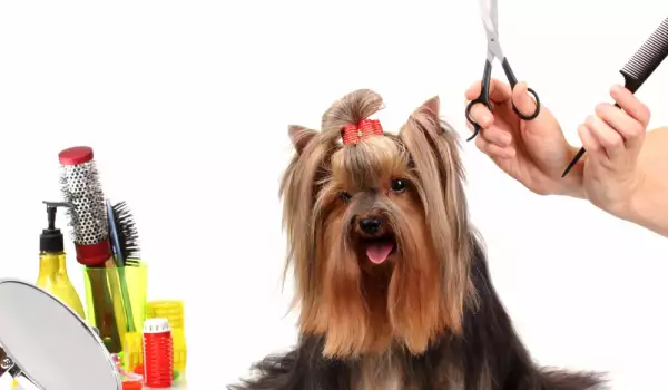 Подстригване на куче
