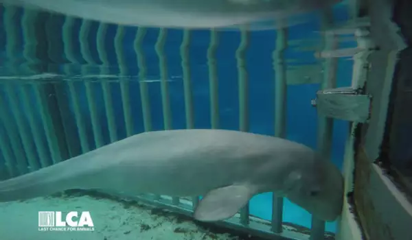 Бебе кит починa заради небрежност на служители от аквапарк