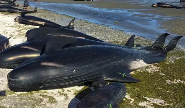 Стотици китове загинаха на плаж в Нова Зелендия