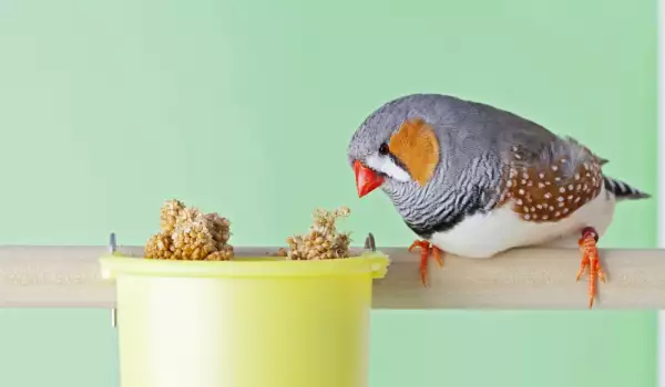Някои птици отказват да ядат пелети