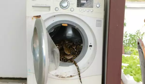 Ужасия! Мъж откри 3-метров питон в пералнята си