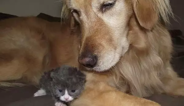 Коте, отхвърлено от майка си, намери неочаквана утеха! Вижте го сега