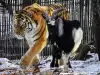 Как посрещнаха Нова година козелът Тимур и тигърът Амур?